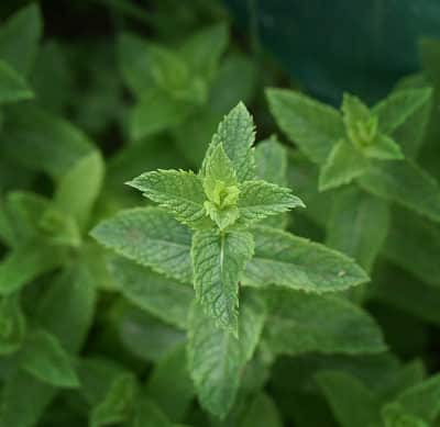 Les bougies senteurs aromatiques