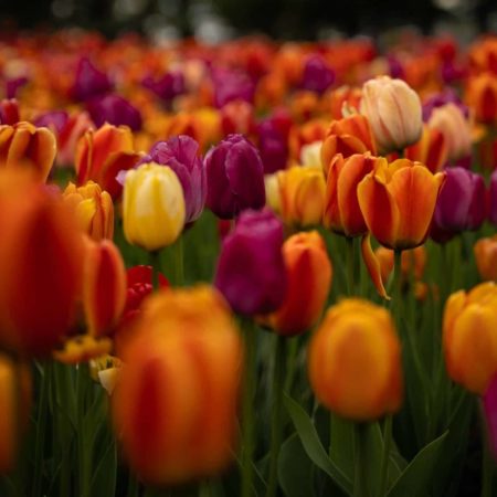 Les bougies senteurs florales
